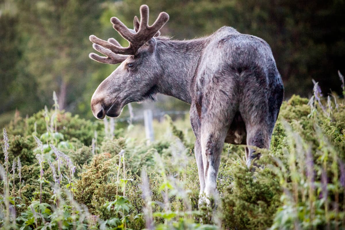 Elk Hunt Begins with Increased Quota This Year