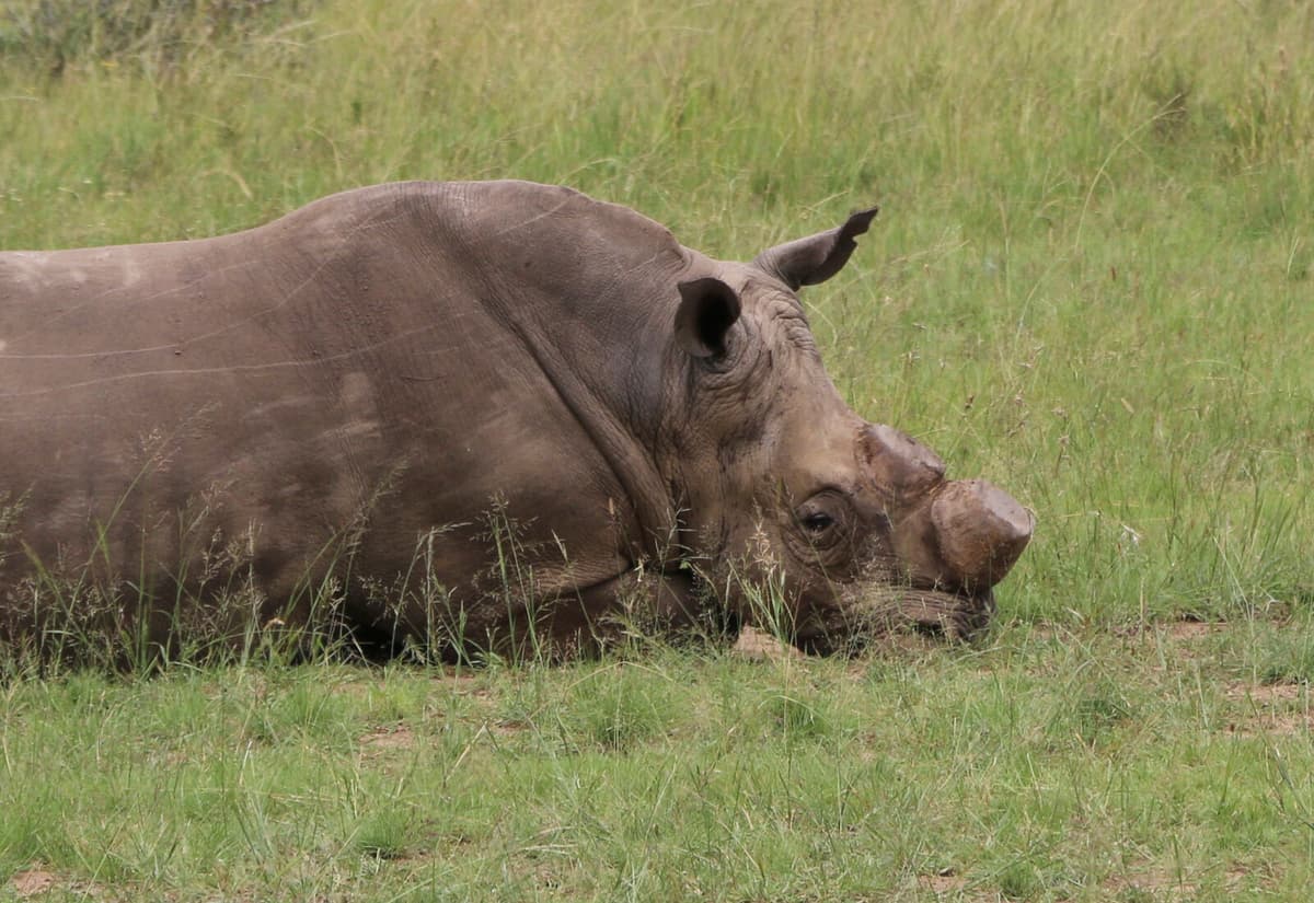 Dehorning Rhinos Cuts Poaching by 78 Percent in Kruger National Park