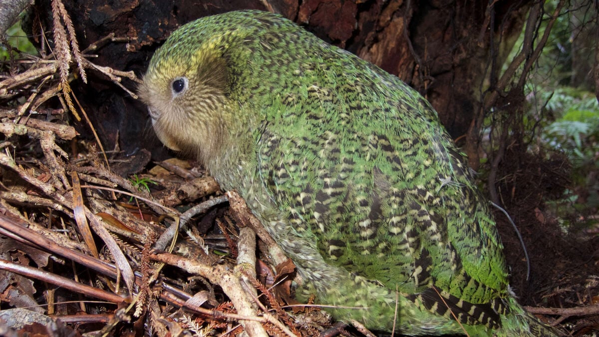 Record year for New Zealand’s rare kākāpō parrots as population tops 300