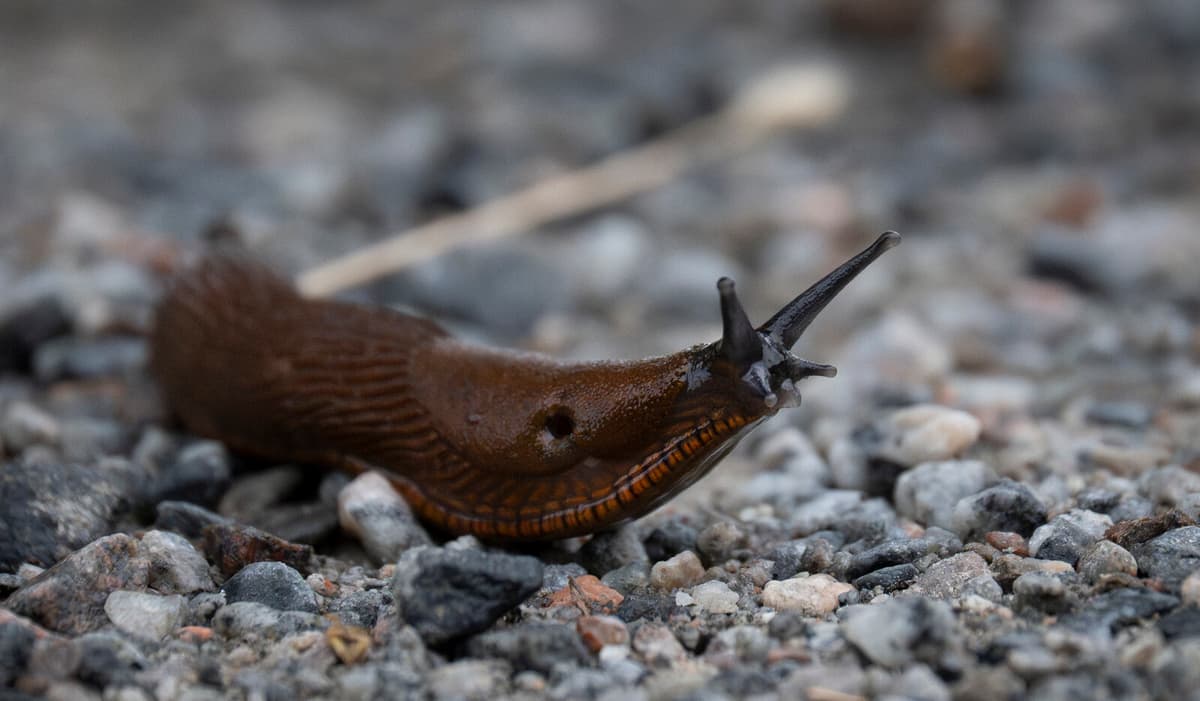 Sweden's Killer Snail Population Varies in 2025 Due to Weather Conditions