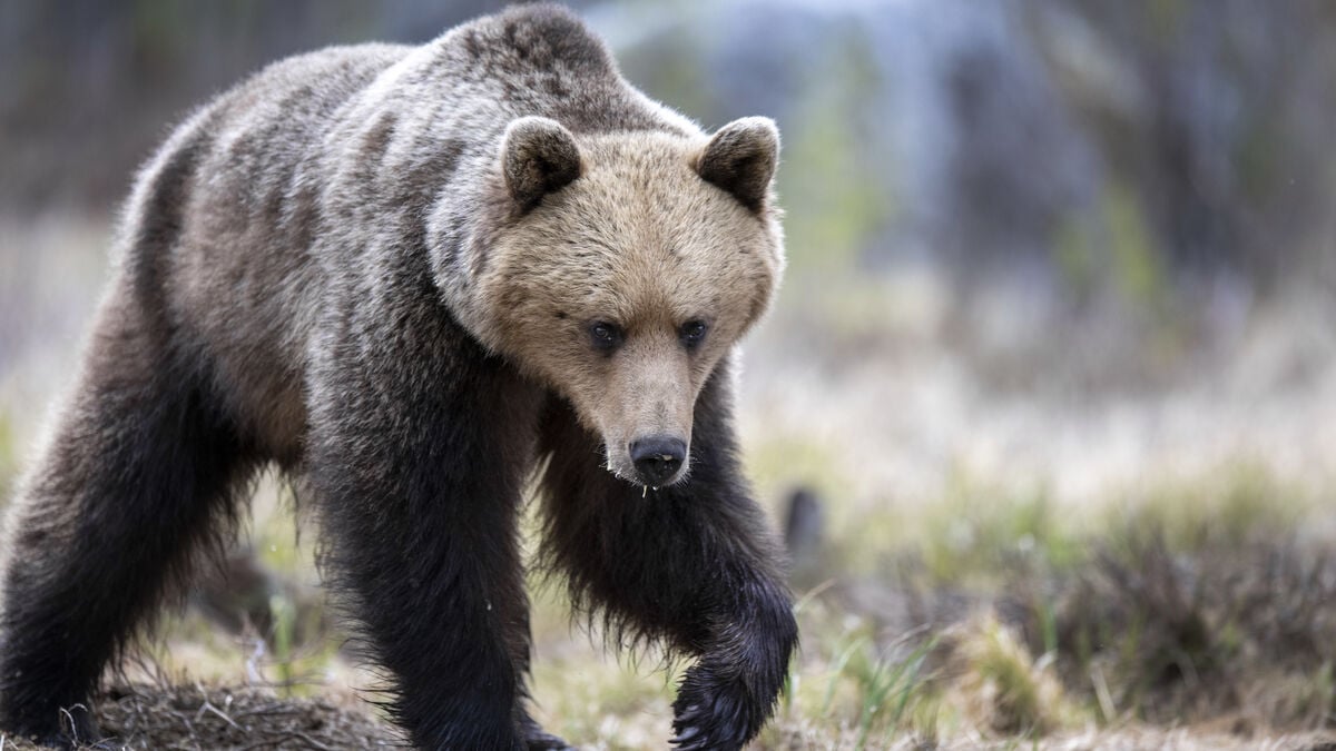Berry picker injured in bear attack in Lycksele