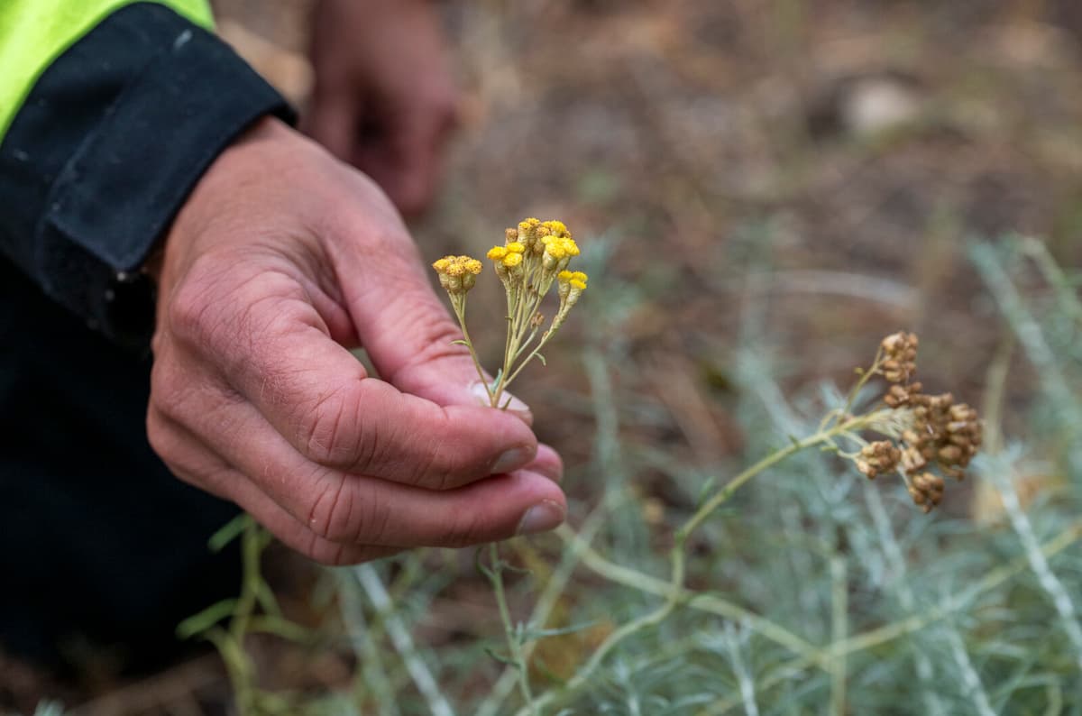 Twelve New Plant Species Discovered on Pepparholm Island This Year