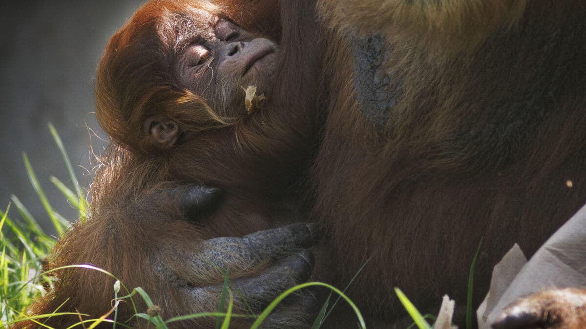 Seven percent of the Tapanuli orangutan population wiped out by single storm