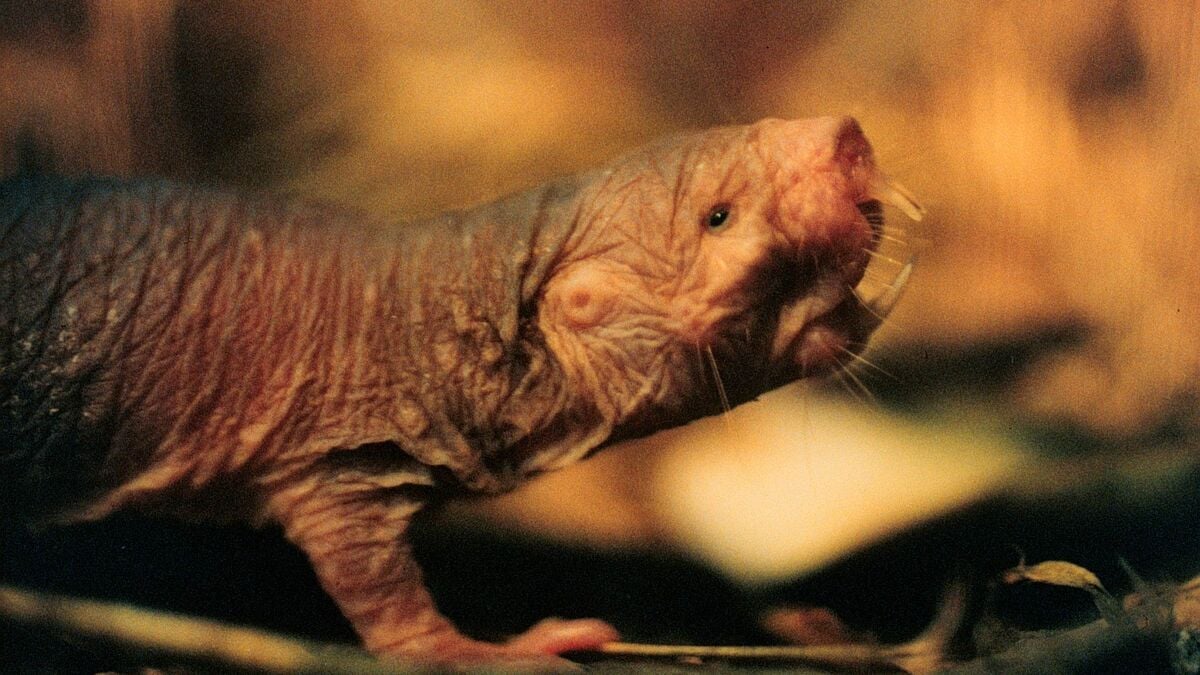 Naked mole rat queen rules colony with scent, study finds