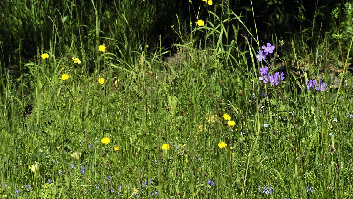 Midsummer could be a tough time for grass pollen allergy sufferers