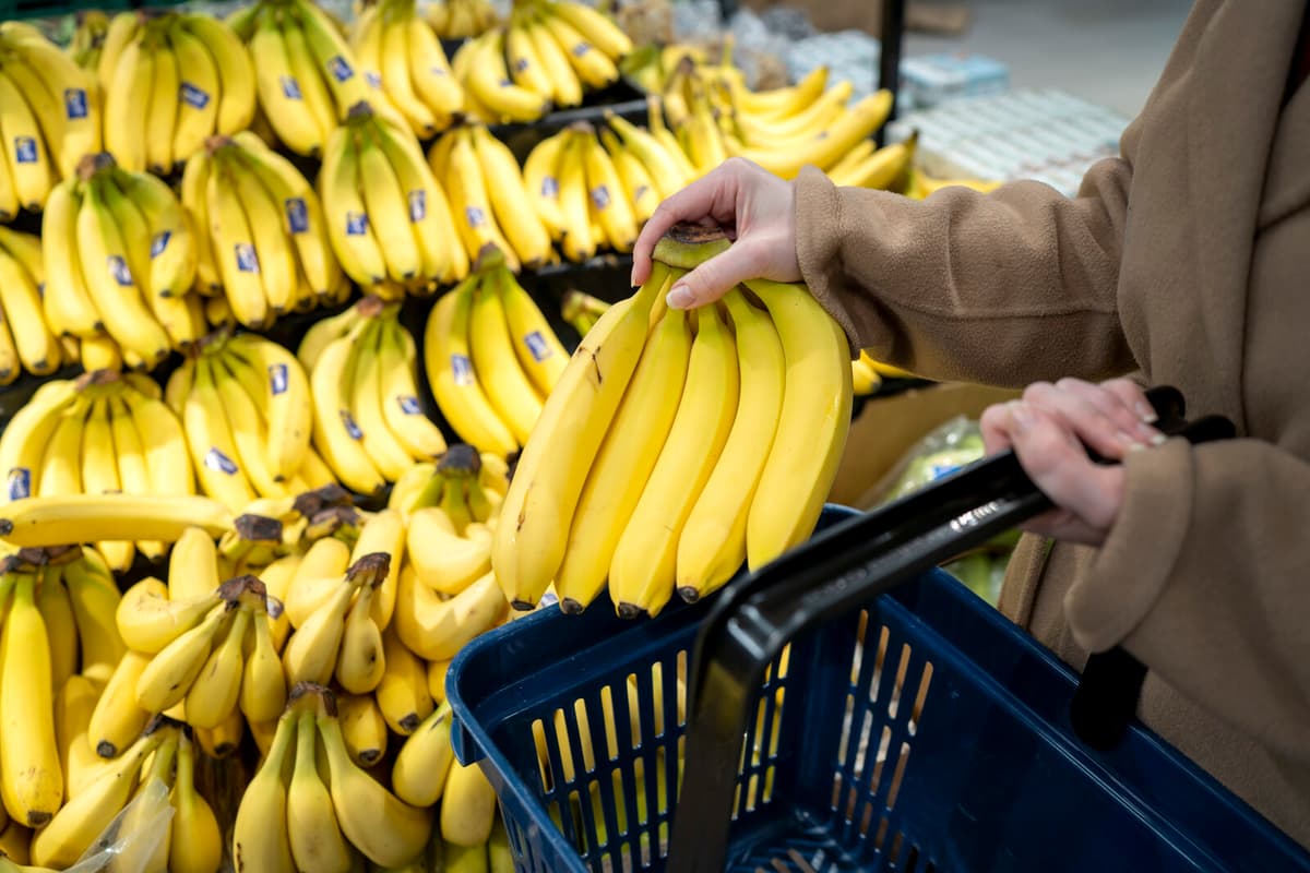 147 Kilos of Cocaine Found in Norwegian Banana Shipment