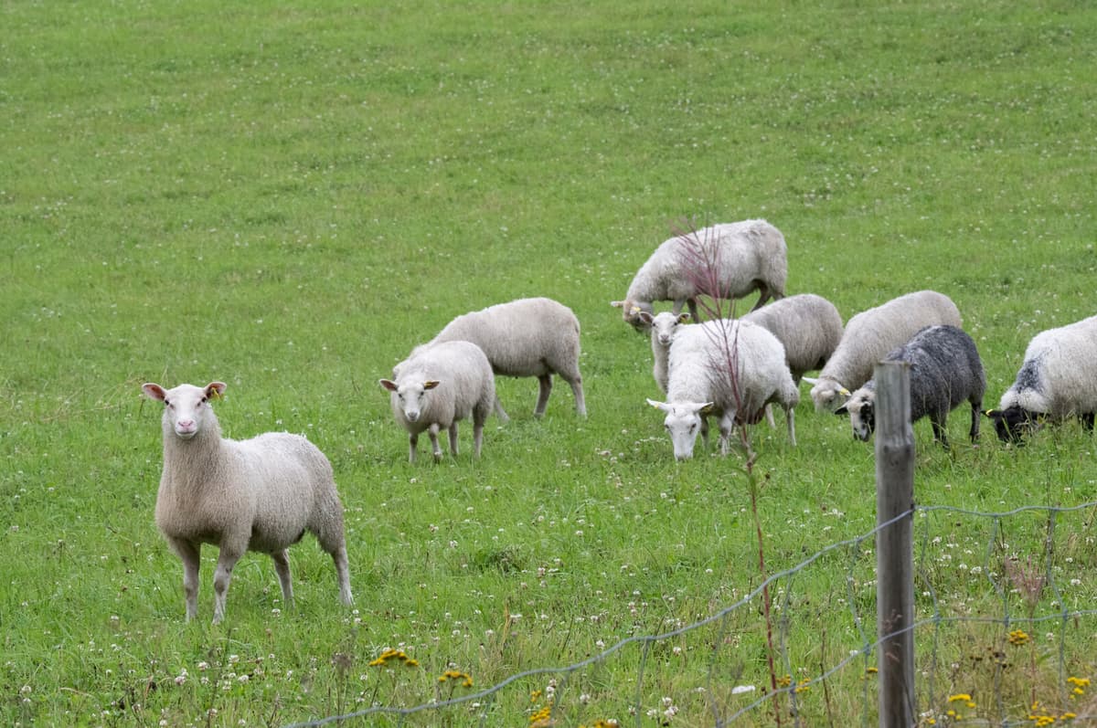 Lightning Strike Kills 14 Sheep in Örebro and Södermanland Storm