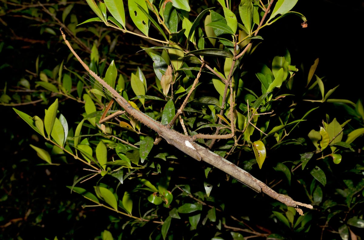 Giant Walking Stick Insect Found in Australia Reaches 40 cm