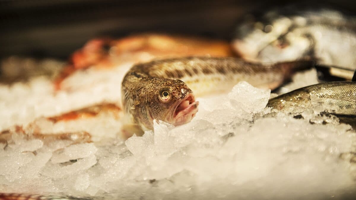 Venomous weever fish are spreading in the Kattegat, and fishermen see an opportunity