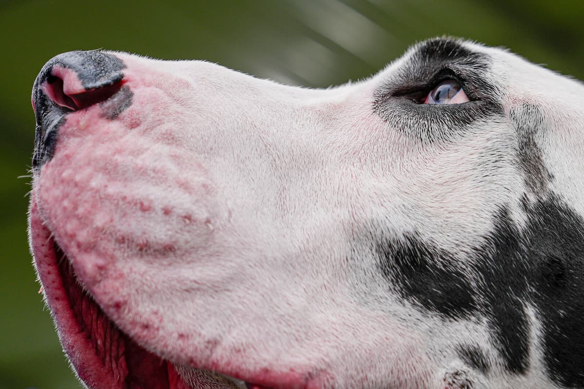 Rise in Pet Allergies Leads to Increased Medication Sales