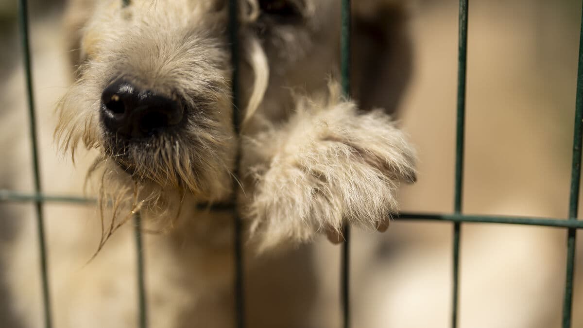 Danish woman had over 50 dogs at home, several had to be euthanized