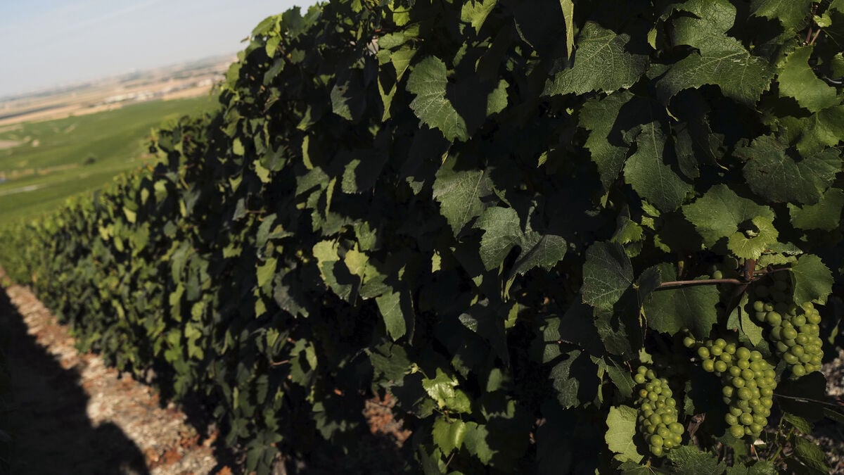 Champagne harvest starts at record early date after summer heatwaves