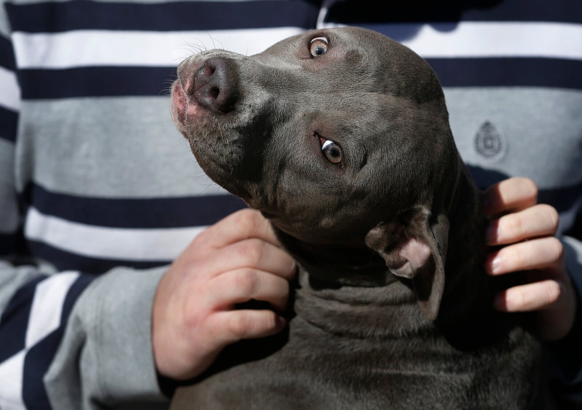 Dog shoots owner in USA - "got stuck"