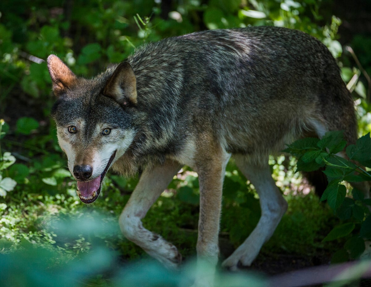Wolf Shot in Malmö Did Not Bite Dog, Reports Confirm