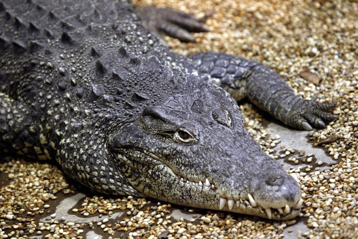 Bad Weather Sparks Mating in Danish Crocodiles at Crocodile Zoo