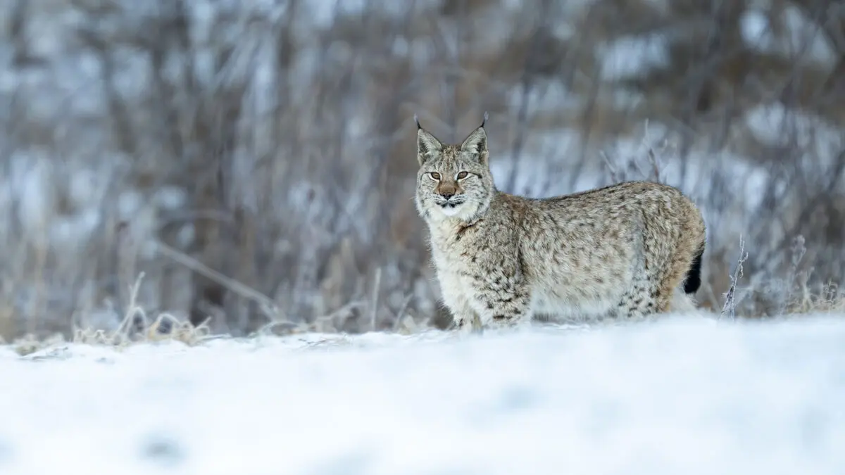 Swedish Society for Nature Conservation appeals decision approving lynx hunt