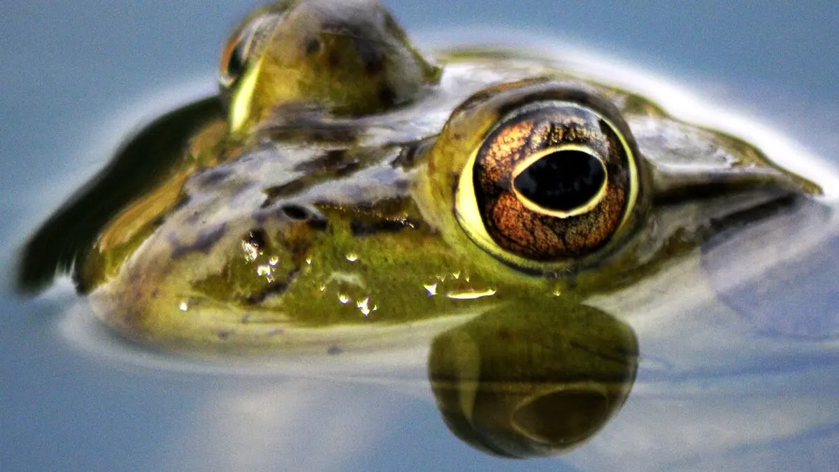 Frog's love song changes with temperature, study finds