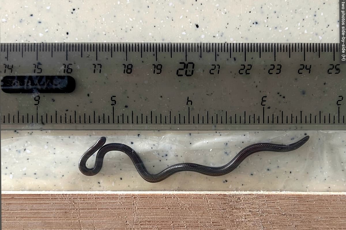 World's Smallest Snake Rediscovered in Barbados After Decades