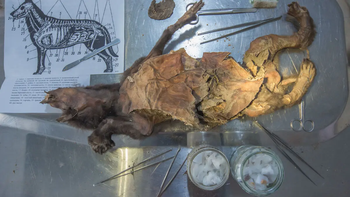 Unique DNA analysis of extinct woolly rhinoceros found in wolf stomach