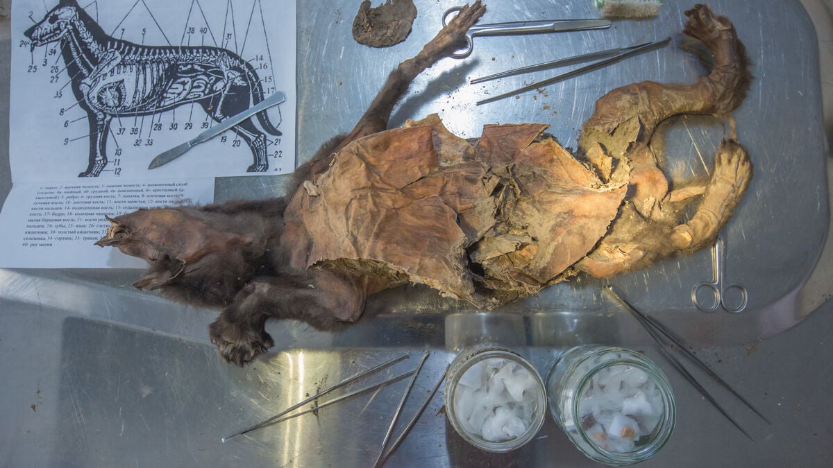 Unique DNA analysis of extinct woolly rhinoceros found in wolf stomach