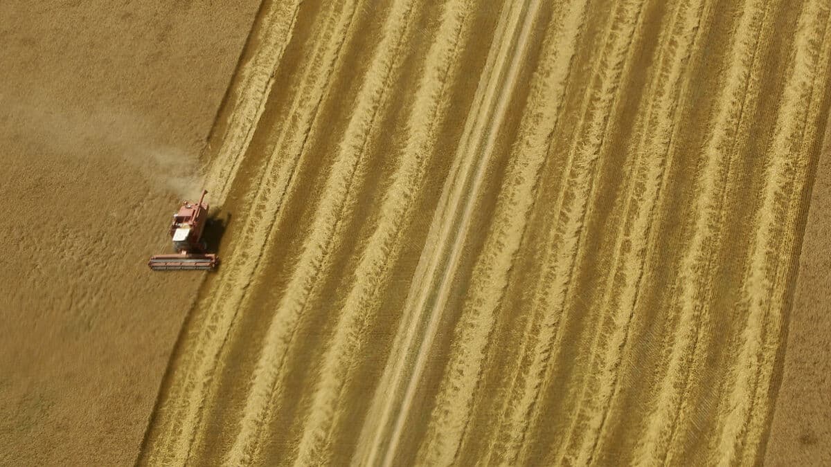 Wheat prices hit three-year high as concern grows over Russian escalation in Ukraine
