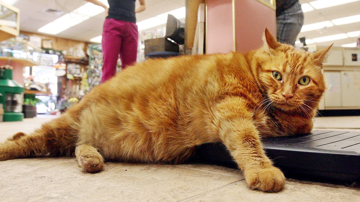 Large Cats Face Higher Arthritis Risk Due to Body Weight Study Finds