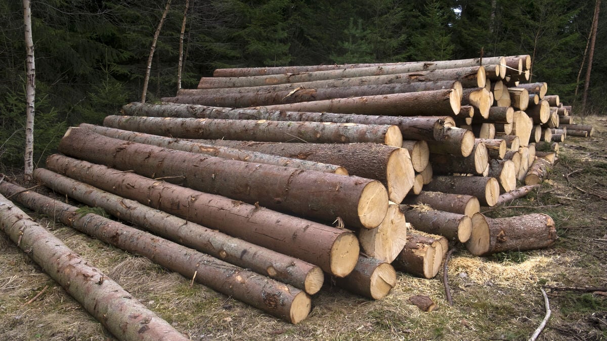SCA profit slips to SEK 1 billion as currency effects weigh on forestry group