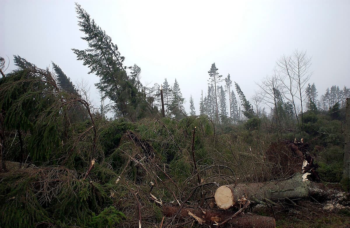 Twenty years later – this is how Gudrun has affected Sweden