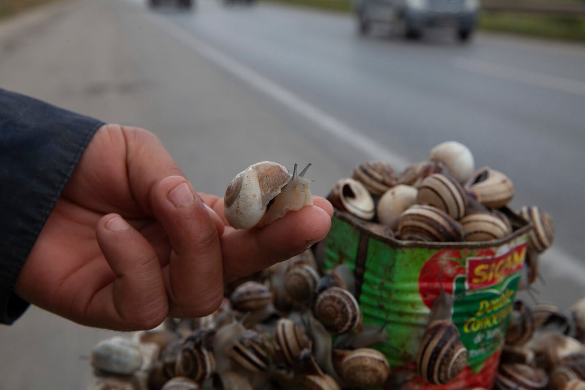 Snails Become Surprising Lifeline in Crisis-Hit Tunisia
