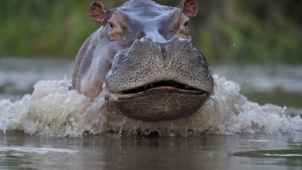 Indian billionaire's son offers to take Escobar's hippos