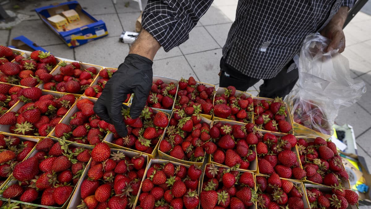 Strawberry shortage threatens Midsummer in Sweden