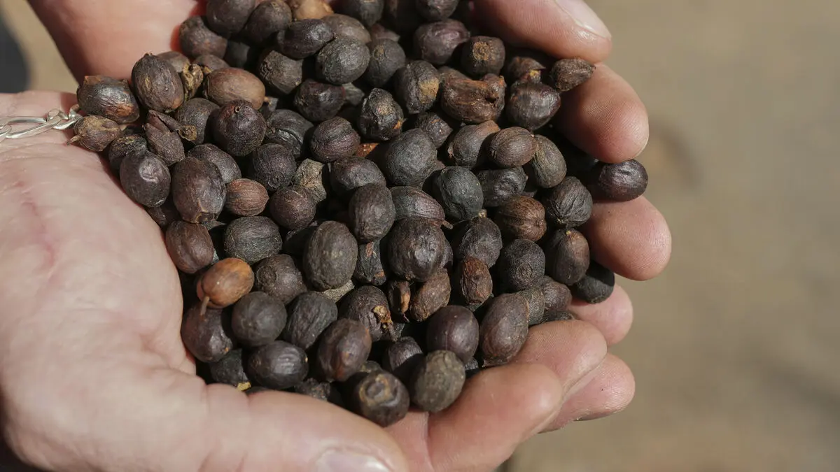 Lower coffee prices after Trump's announcement