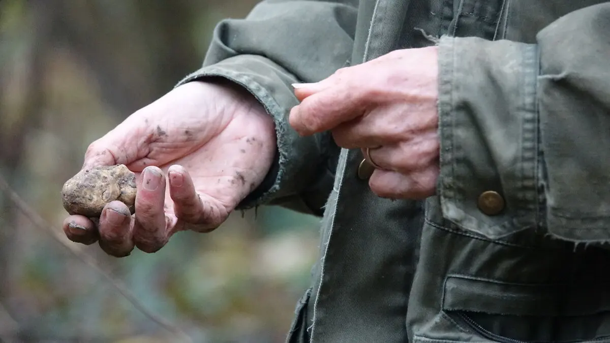 White truffle attracts millions of bids in Italy