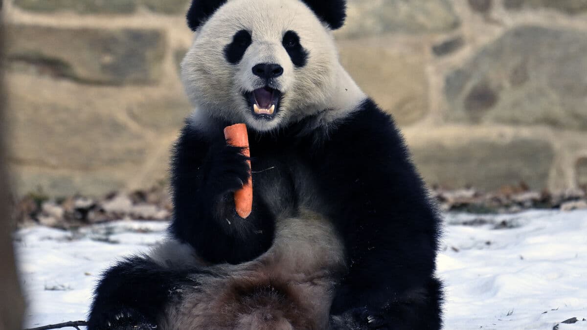 China sends pandas to the US ahead of Trump visit