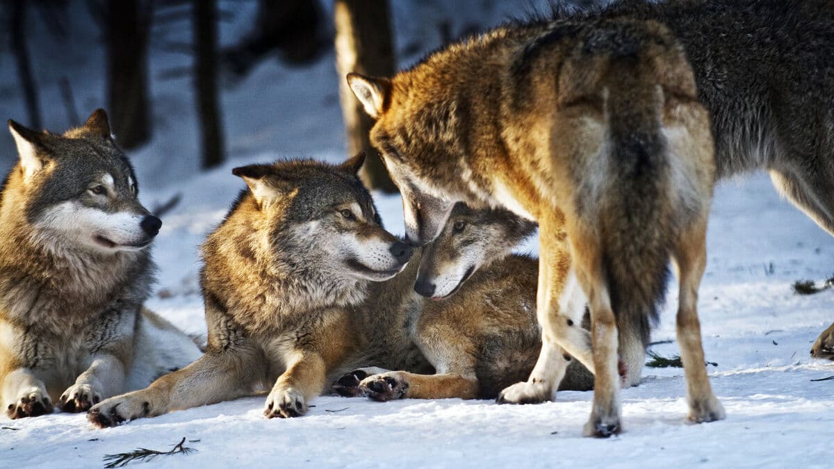 Wolves to be shot in Sollefteå after marking territory