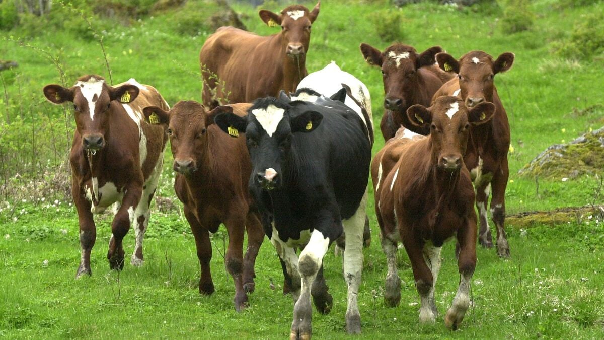 25 Bulls Still Missing After Escaping From Farm Near Skövde