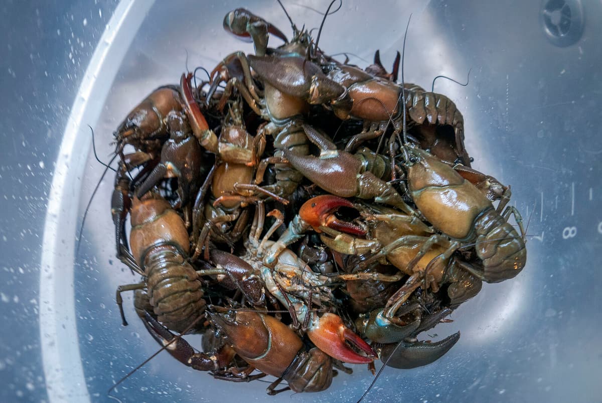 High Water Temperatures Cause Crayfish Deaths in Sweden