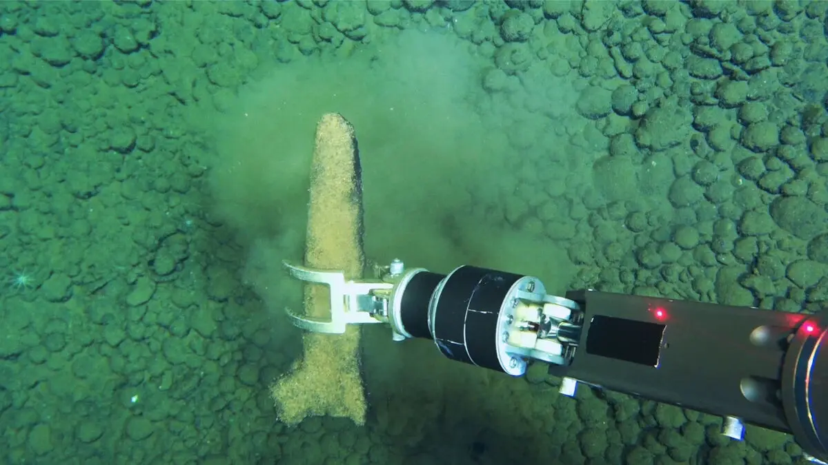 Whale graveyard in Indian Ocean reveals deep-sea ecosystems