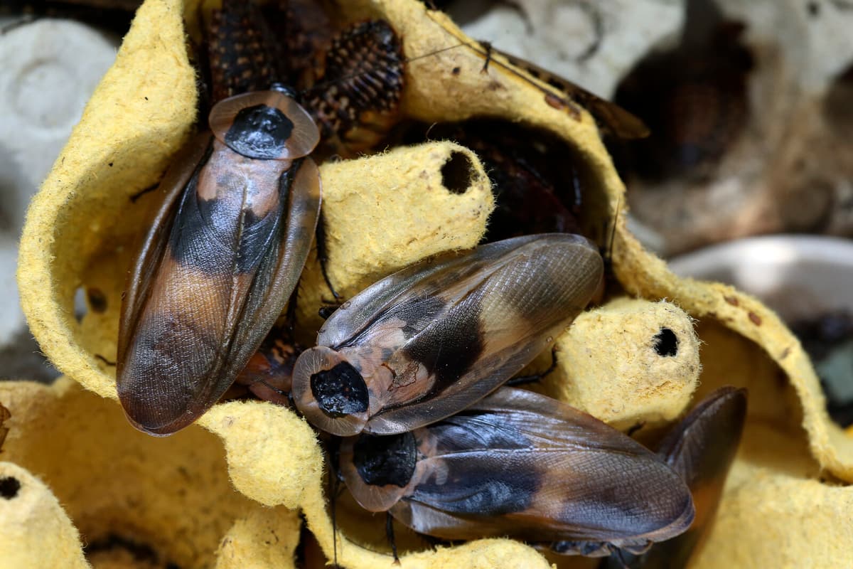 Woman Charged for Allegedly Spreading Cockroaches in Malmö Apartment