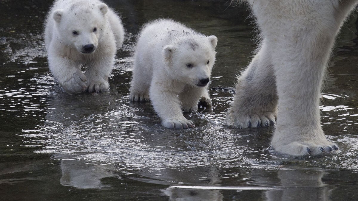 Polar bear mother adopts a lone cub in unusual case