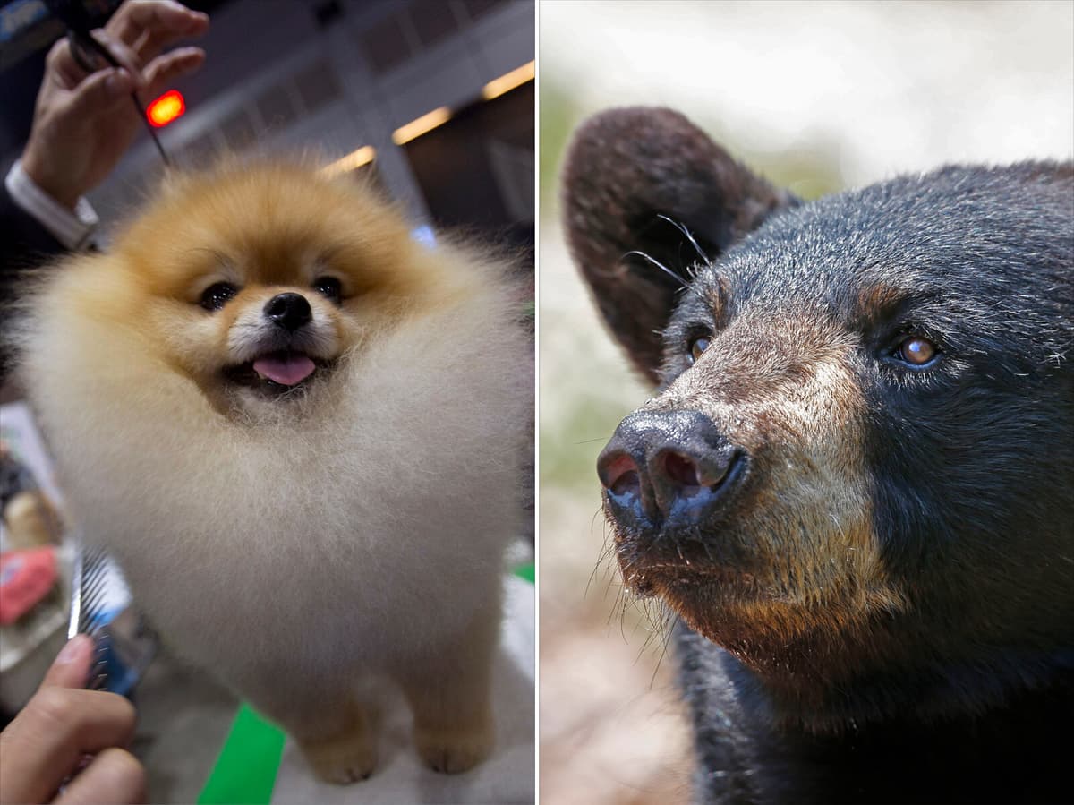 Dachshund Chases Black Bear Out of Vancouver Home