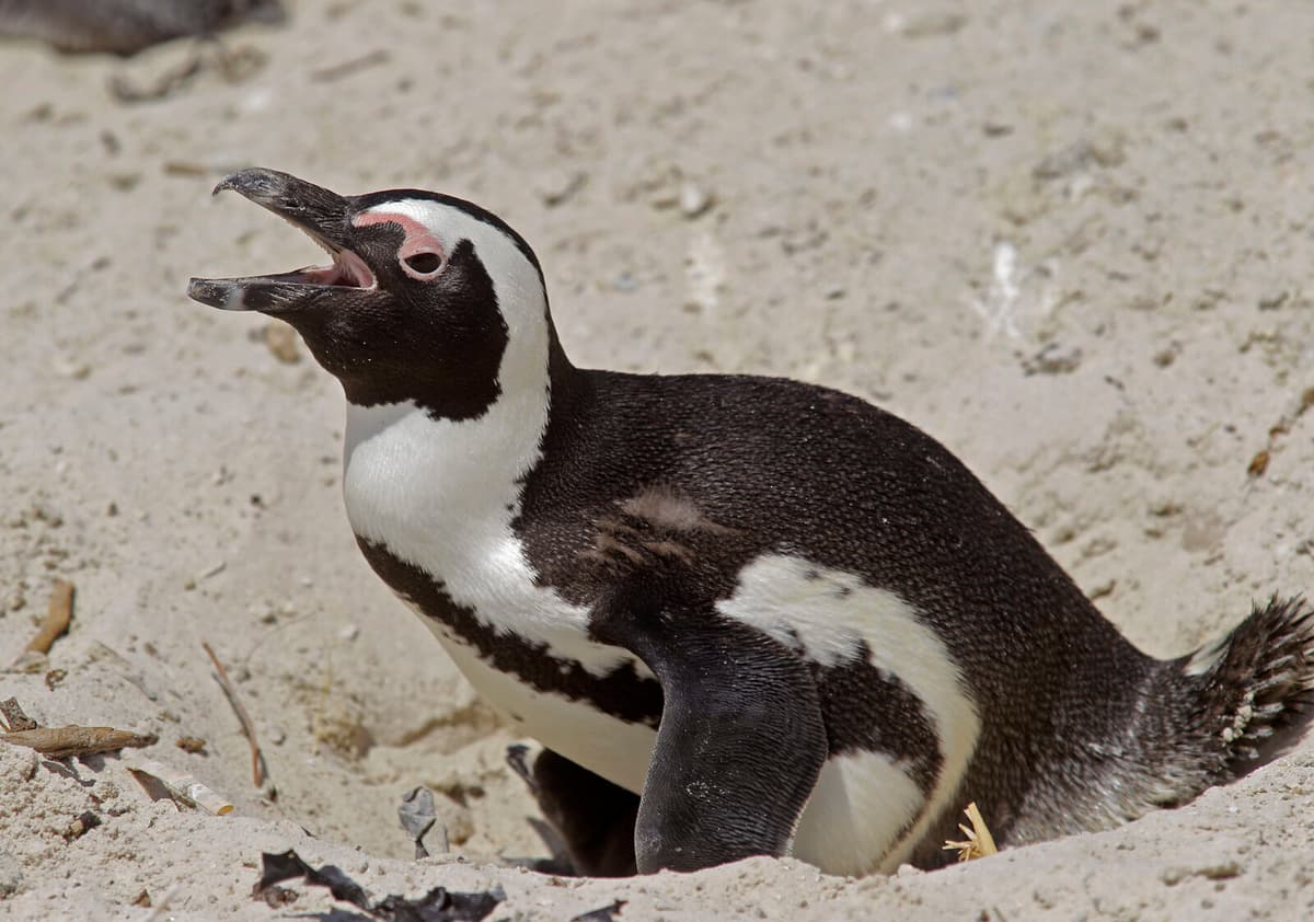Penguin Incident Causes Helicopter Crash in South Africa; No Injuries Reported