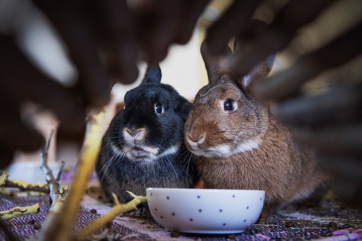 Silent Suffering: Neglect of Small Pets Like Rabbits and Guinea Pigs Often Goes Unreported