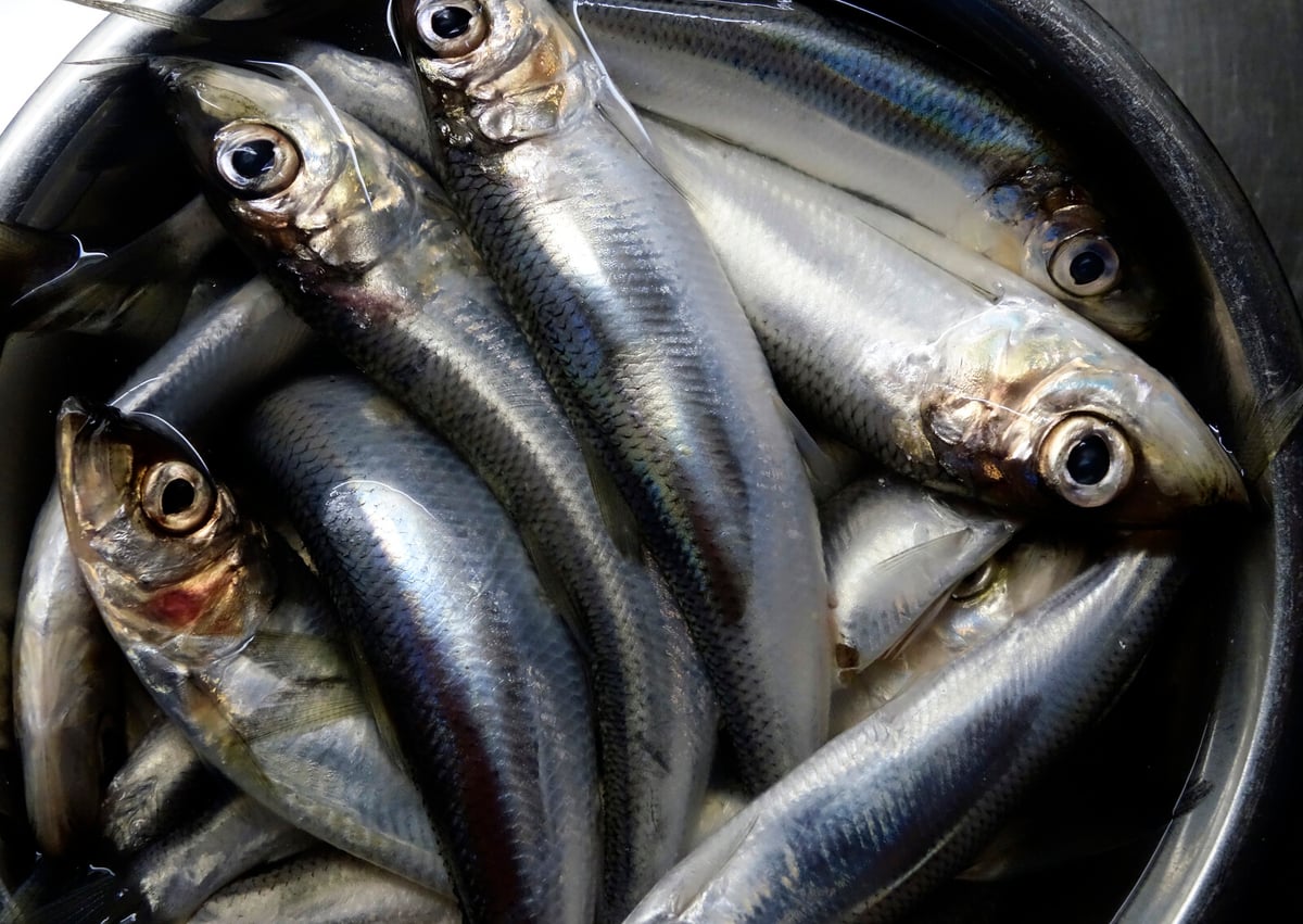 Herring from the Baltic Sea Less Toxic
