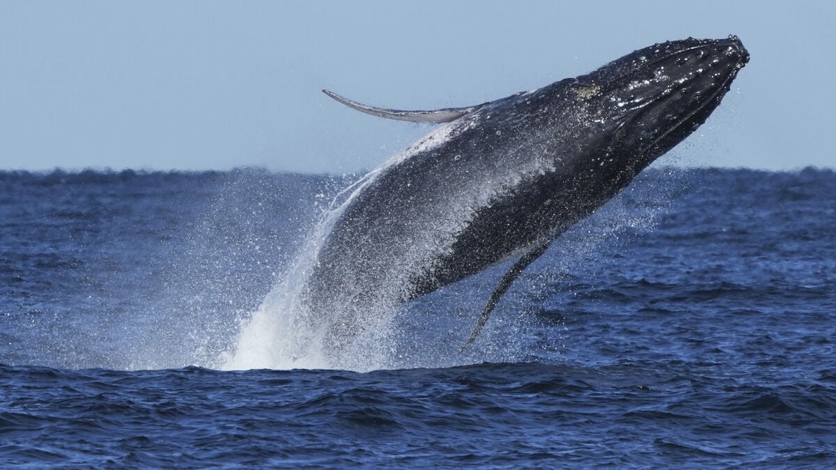 77-year-old whale song recording found