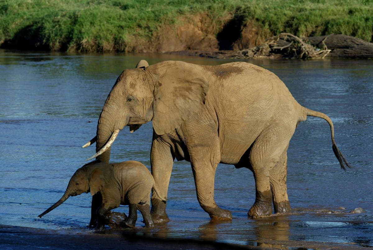 Elephant Attack in Zambia Safari Kills Two Tourists