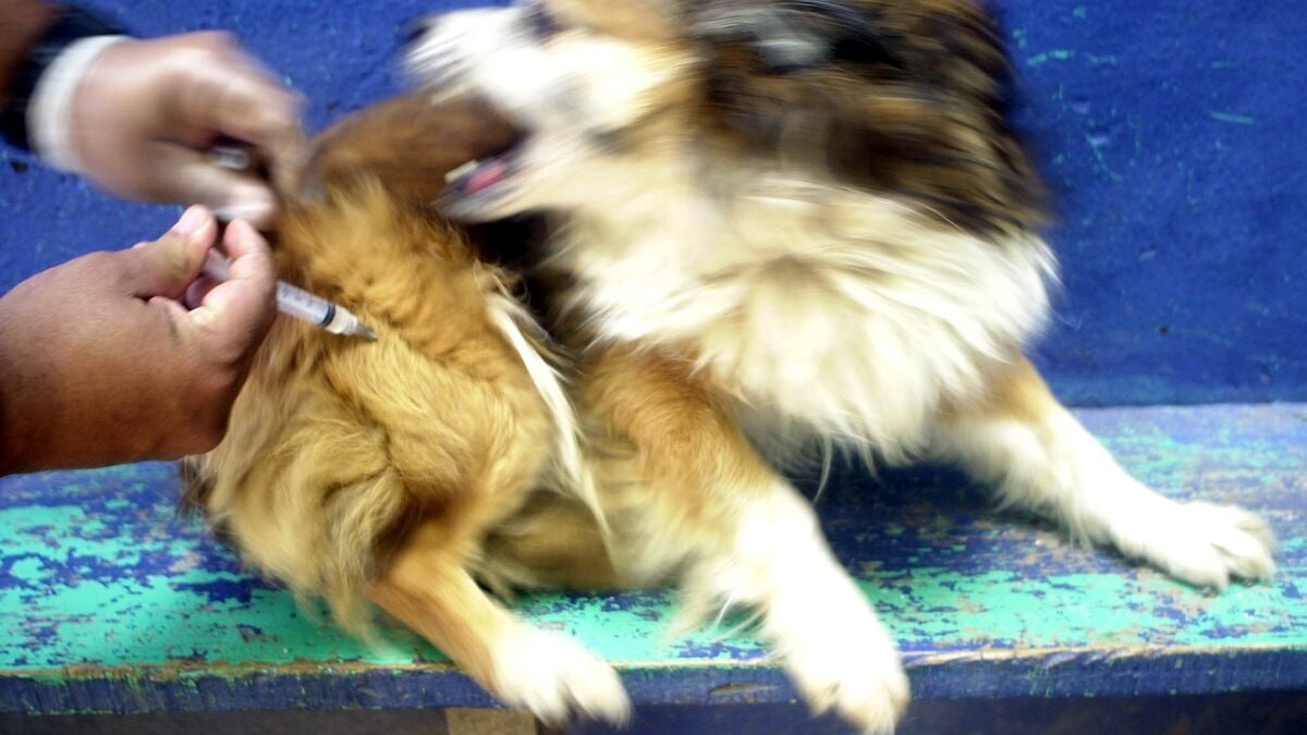 Swedish Board of Agriculture warns against dog purchases - risk of rabies