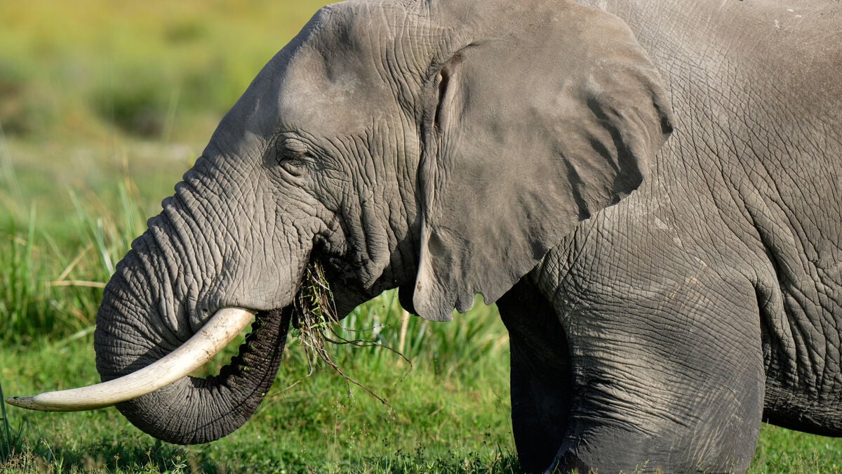 Study finds African elephants use medicinal plants to treat illness