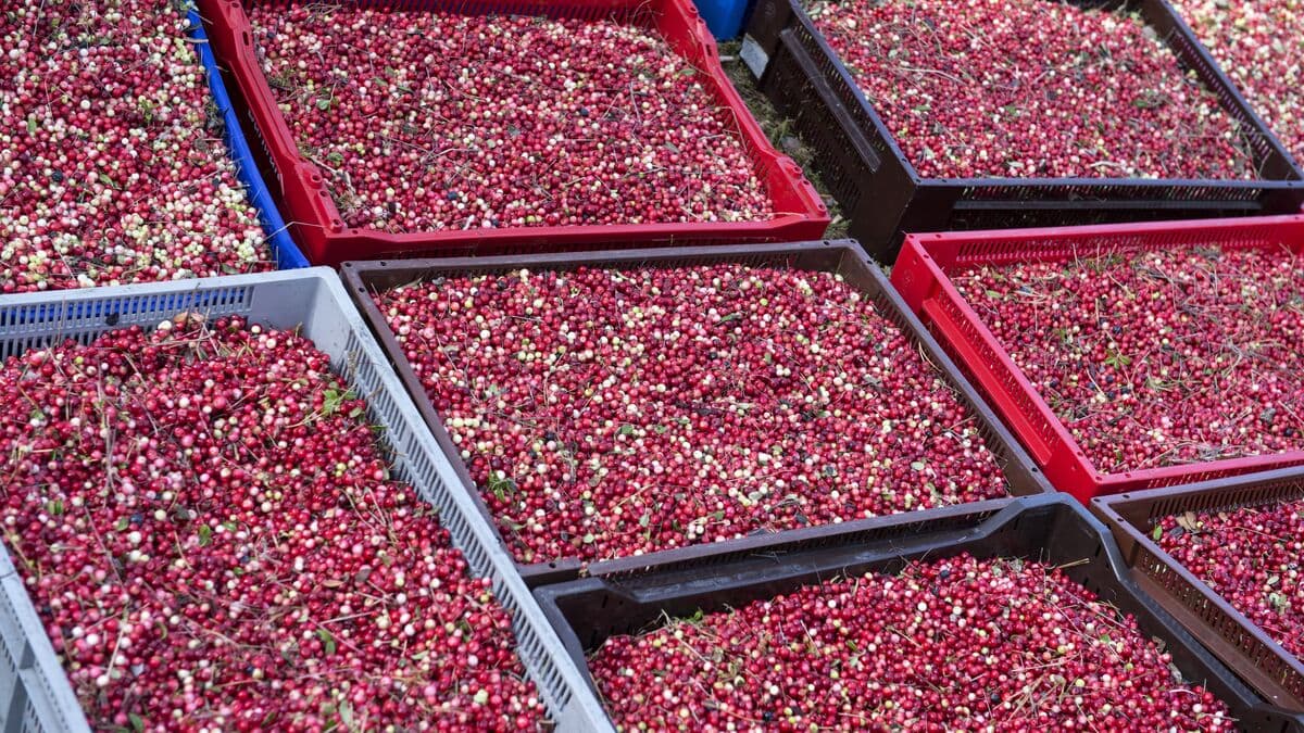 Thai Berry Pickers in Sweden to Receive Compensation for Exploitation