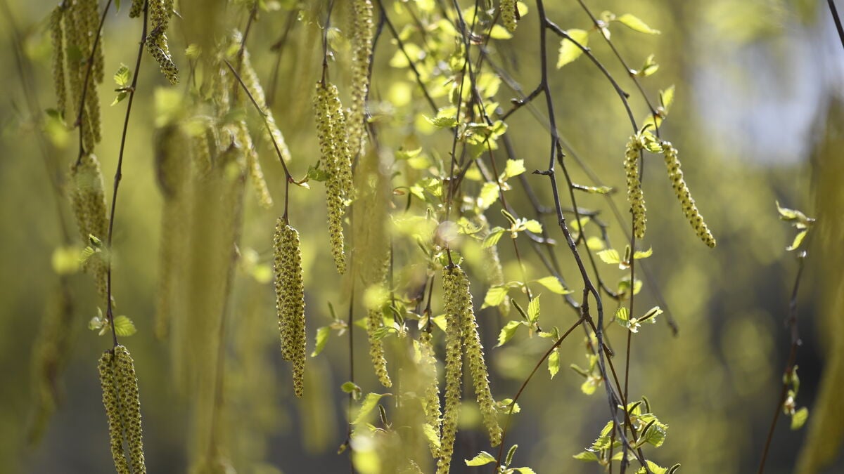 Despite sub-zero temperatures, pollen season is approaching